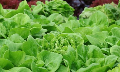 大量元素水溶肥灌溉需要注意哪些事項(xiàng)？